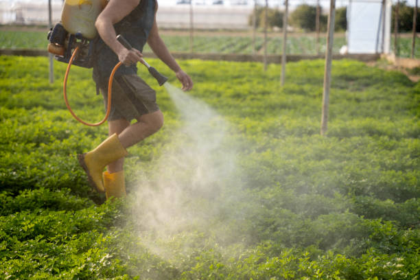 Best Wasp Removal Services  in Deer Lodge, MT